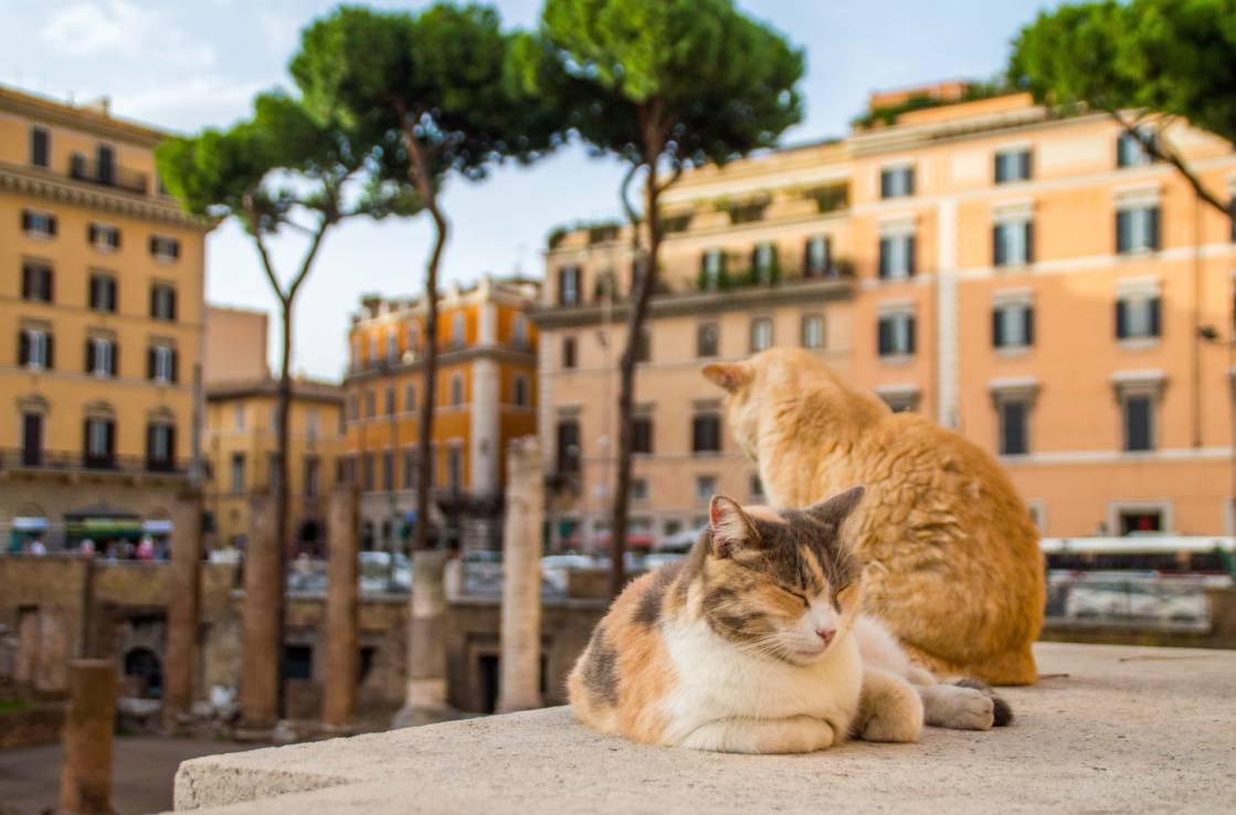 Colonia felina di Largo di Torre Argentina